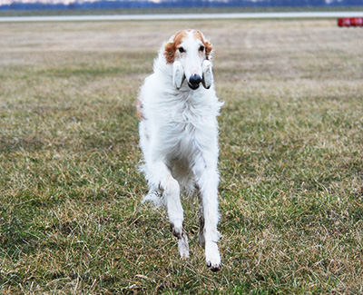 Top Versatility Borzoi 2010